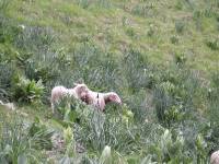 Youri - Ecrins 2005 311 